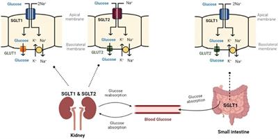 Bridging the gap: glucose transporters, Alzheimer’s, and future therapeutic prospects